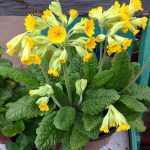Primula veris 'Cabrillo Yellow' (Tavaszi kankalin)