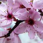 Prunus cerasifera 'Woodii' -