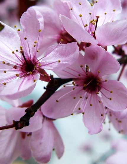 Prunus cerasifera 'Woodii' -