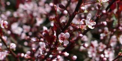 Prunus cistena - Törpe vérszilva