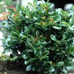 Prunus laurocerasus 'Etna'® - Babérmeggy