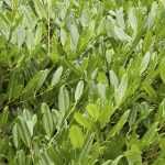 Prunus laurocerasus 'Grüner Teppich' - Talajtakaró babérmeggy