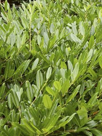 Prunus laurocerasus 'Grüner Teppich' - Talajtakaró babérmeggy