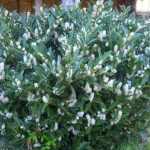 Prunus laurocerasus 'Mano' - Törpe babérmeggy