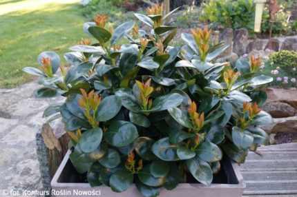 Prunus laurocerasus 'Miniredia'® -