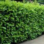 Prunus laurocerasus 'Novita' - Erős növekedésű