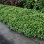 Prunus laurocerasus 'Piri' - Törpe gömbalakú babérmeggy