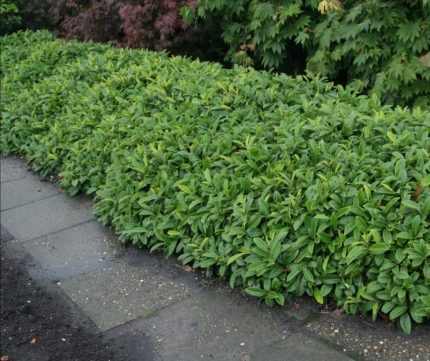 Prunus laurocerasus 'Piri' - Törpe gömbalakú babérmeggy