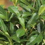 Prunus laurocerasus 'Polster' - Talajtakaró babérmeggy