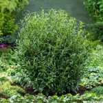 Prunus laurocerasus 'Sofia'® -