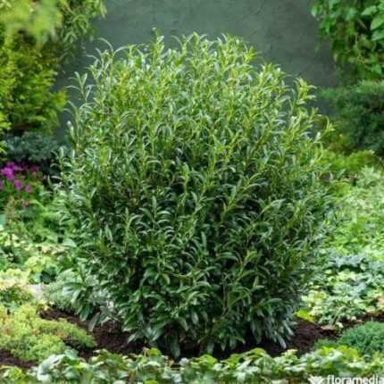 Prunus laurocerasus 'Sofia'® -