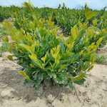 Prunus laurocerasus 'Titan'® -