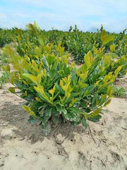 Prunus laurocerasus 'Titan'® -