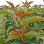 Prunus lusitanica 'Azorica Tico'® -