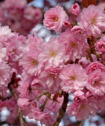Prunus serrulata 'Kanzan' - Japán díszcseresznye