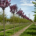 Prunus serrulata 'Royal Burgundy' - Bordó levelű díszcseresznye