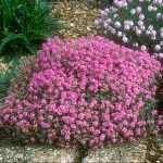 Ptilotrichum (syn. Alyssum) spinosum var. roseum  (Szúrósternye)