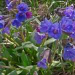 Pulmonaria  'Blue Ensign' (Tüdőfű)