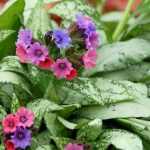 Pulmonaria  'Silver Boquet' (Tüdőfű)  /ezüst lomb/