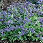 Pulmonaria  'Trevi Fountain' (Tüdőfű)