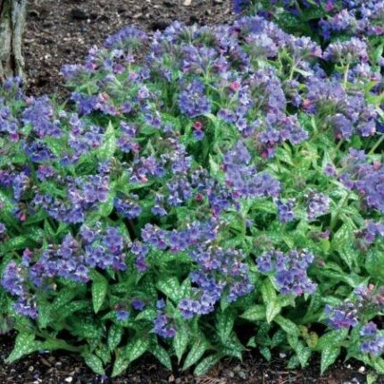 Pulmonaria  'Trevi Fountain' (Tüdőfű)