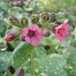 Pulmonaria officinalis 'Dora Bielefeld' (Orvosi tűdőfű)