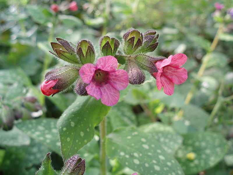 Pulmonaria officinalis 'Dora Bielefeld' (Orvosi tűdőfű)