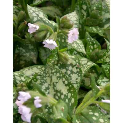 Pulmonaria officinalis 'Sissinghurst White' (Orvosi tüdőfű)
