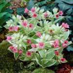 Pulmonaria rubra 'David Ward' (Vörös tüdőfű)