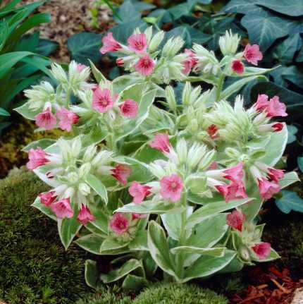 Pulmonaria rubra 'David Ward' (Vörös tüdőfű)