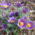 Pulsatilla vulgaris (Nyugati kökörcsin)
