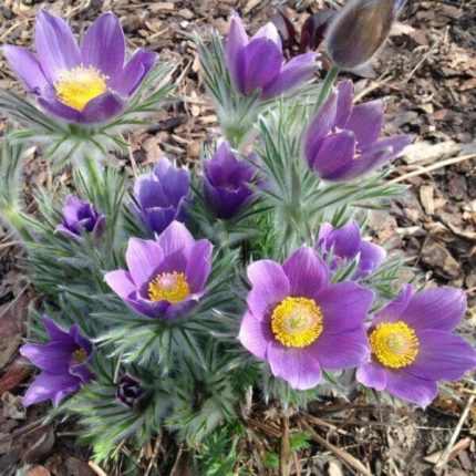 Pulsatilla vulgaris (Nyugati kökörcsin)