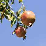 Punica granatum -