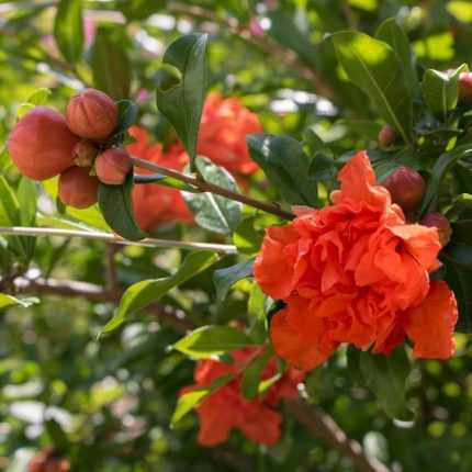 Punica granatum 'Rubrum' -