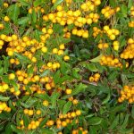 Pyracantha Golden Charmer - Tűztövis