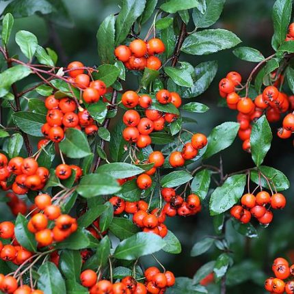 Pyracantha ’Orange Glow’ narancspiros bogyójú tűztövis