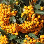 Pyracantha 'Soleil d'Or' - Citromsárga bogyójú tűztövis