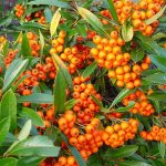 Pyracantha ’Teton'