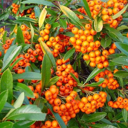 Pyracantha ’Teton'