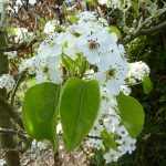 Pyrus calleryana 'Chanticleer' -