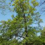 Quercus robur - Kocsányos tölgy