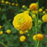 Ranunculus acris 'Multiplex'