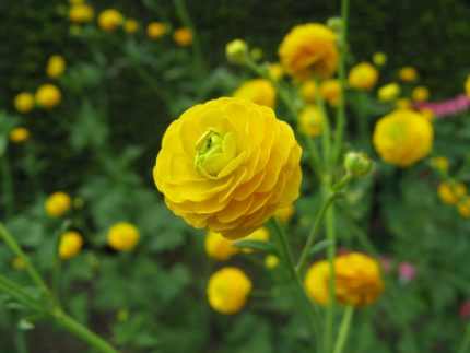 Ranunculus acris 'Multiplex'