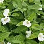 Rhodotypos scandens -
