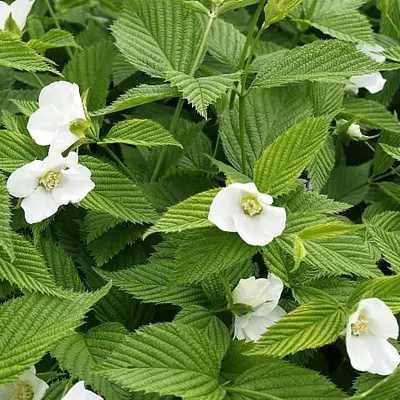 Rhodotypos scandens -