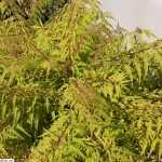 Rhus typhina 'Tiger Eyes'® -