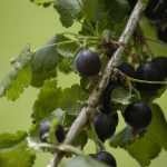 Ribes 'Josta' -