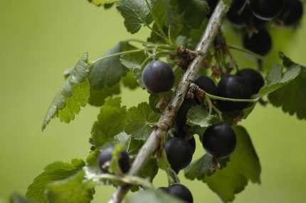 Ribes 'Josta' -