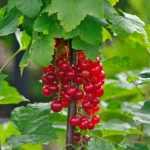 Ribes rubrum fajták - Piros ribizli