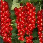 Ribes rubrum fajták - Törzses piros ribizli